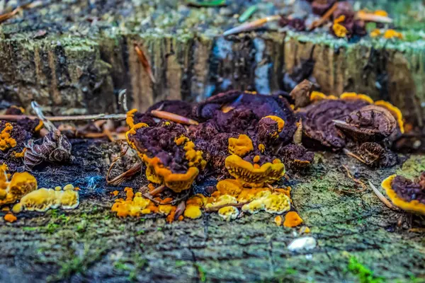 Ormandaki bir ağaç kütüğündeki bir grup sarı mantarı kapatın.