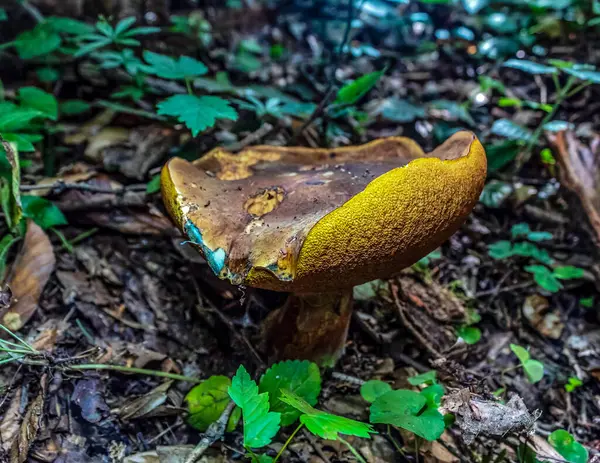 Ormanda yetişen güzel mantarlar
