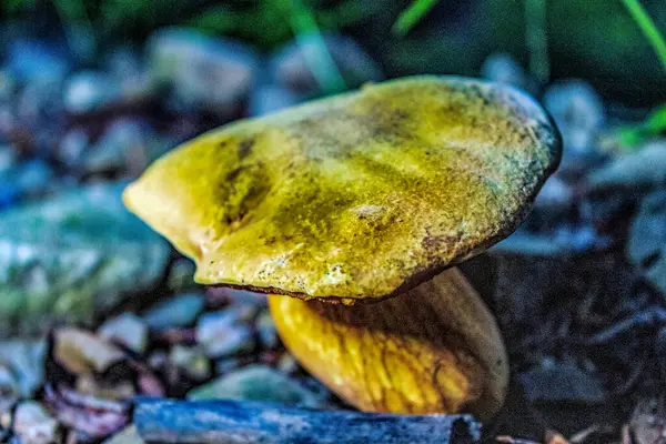 Ormanda beyaz bir mantara yaklaş.