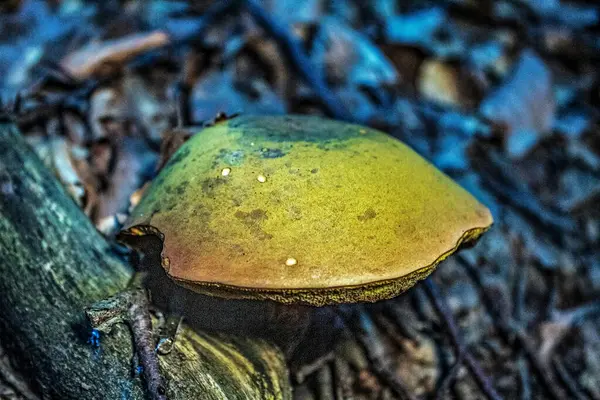 Macro photo, Animals, Nature, urope, Eastern Europe, Romania   