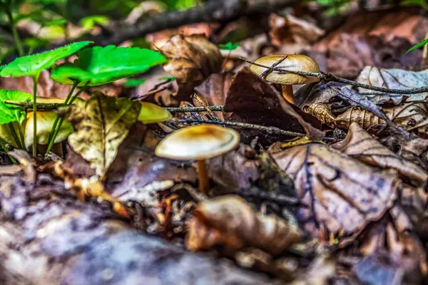 Ormandaki mantarın seçici odak noktası.