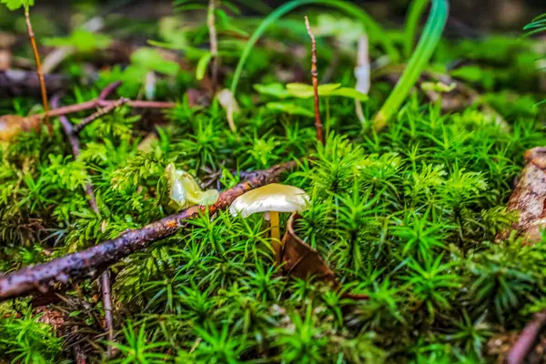 Ormandaki bir kütükte mantarlar