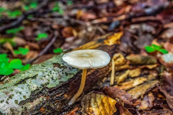Ormanda büyüyen mantarlar