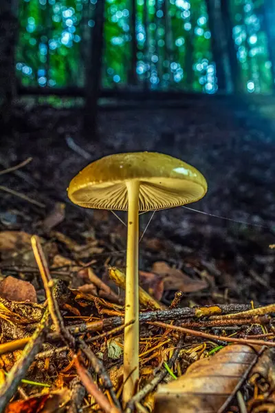 Ormanda güzel bir sonbahar mantarı