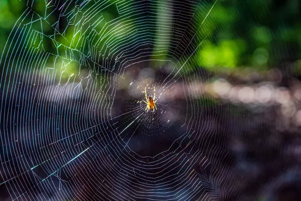 Ormandaki örümcek ağıyla örümceğin yakın çekimi.