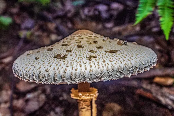 mantar orman yakın çekim