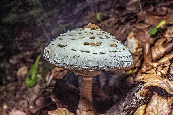 Ormanda beyaz mantar