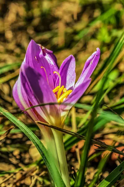 Bahçedeki güzel çiçekler