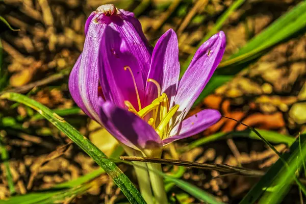 Bitki bitkisi çiçekleri, bitki örtüsü