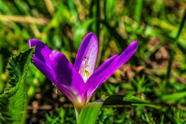 İlkbaharda kır çiçekleri
