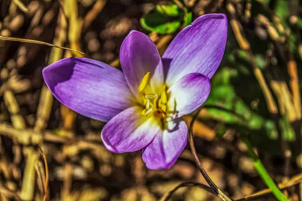 Bahçedeki güzel çiçekler