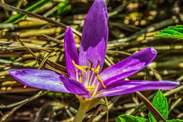 Ormandaki çiçeklerin güzel manzarasını kapat.