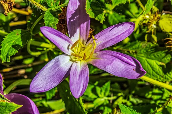 Güneşli yaz gününde bahçede yetişen güzel çiçekler.