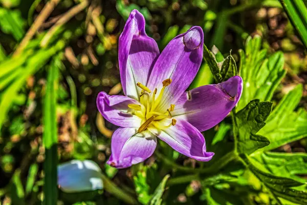 Bahçedeki çiçeğin güzel bir fotoğrafı.
