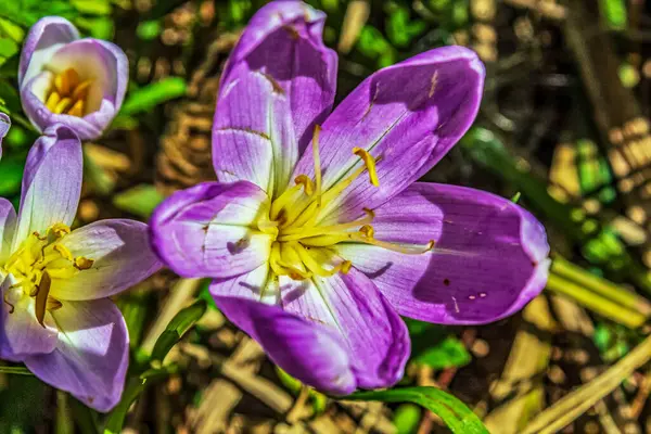 Bahçede çiçek tomurcukları