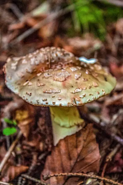 Yeşil ormandaki bir mantarın yakın çekimi