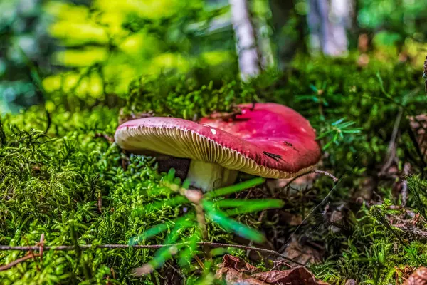 Ormanda büyüyen mantarlar, doğada büyüyen bitkiler.