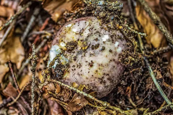 Ölü bir avuçta yatan ölü bir yengeç