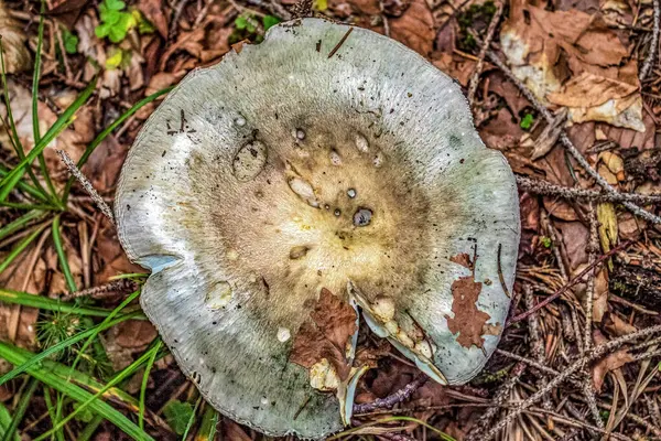 Sonbahar mevsiminde ormandaki mantarlar