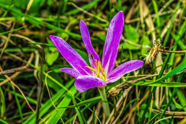 Bahçedeki yeşil çimlerin üzerinde mor timsahlar. Kapat - kapat