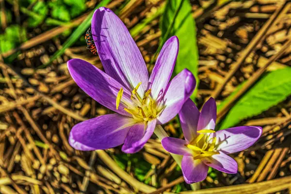 Çimlerin üzerinde mor çiçek var.