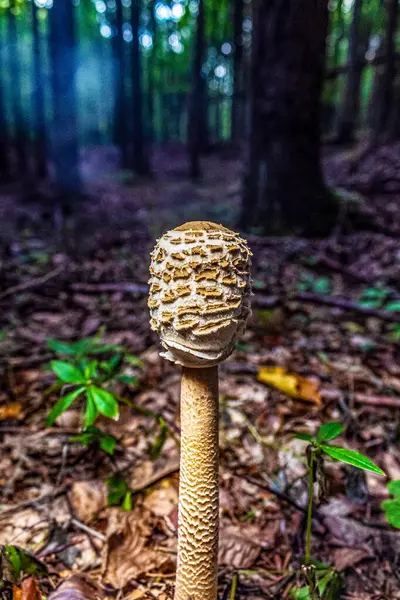 Ormandaki mantarın yakın çekimi.