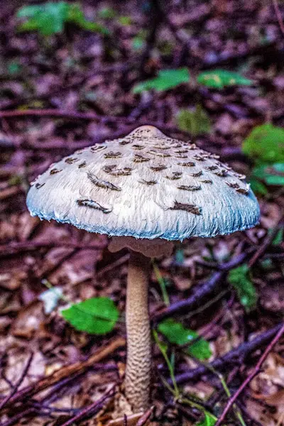 Ormandaki güzel mantar