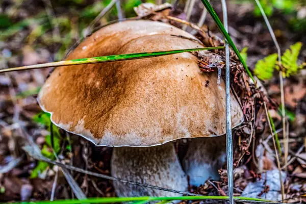 Ormanda büyüyen mantar