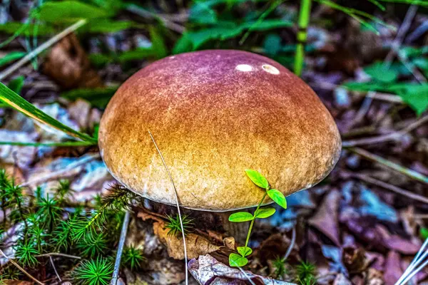 Ormanda büyüyen mantarlar