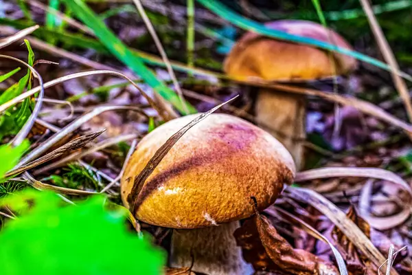 Yosun büyüyen mantar