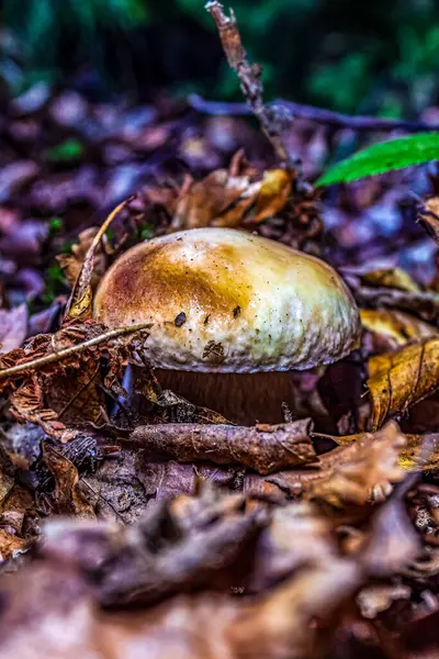 Sonbahar ormanındaki mantarlar