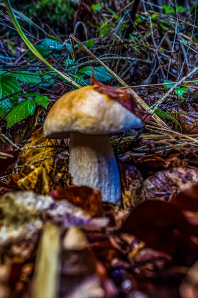 Ormanda mantarlar, ormanda mantarlar