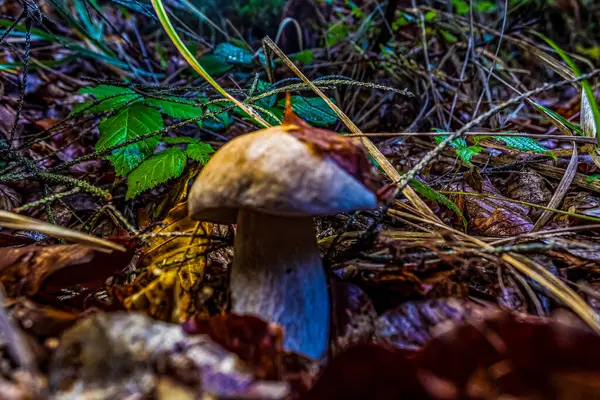 Ormandaki mantar, doğa geçmişi.