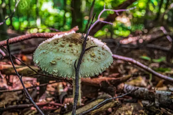 Ormanda büyüyen mantar