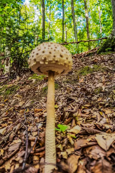 Ormandaki güzel mantar, yakın plan fotoğrafı.