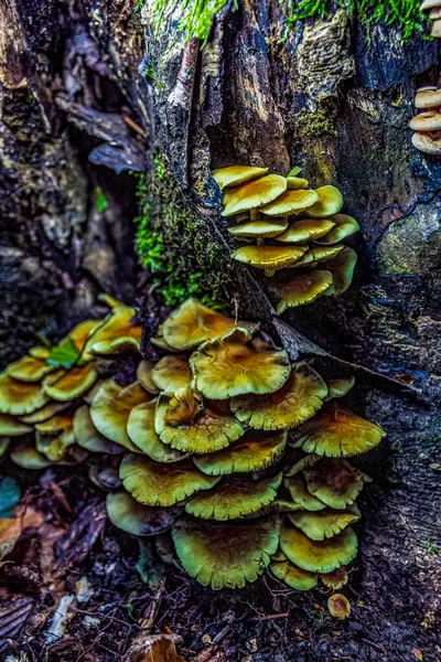 Yerde yosun ve yosun olan güzel orman manzarası