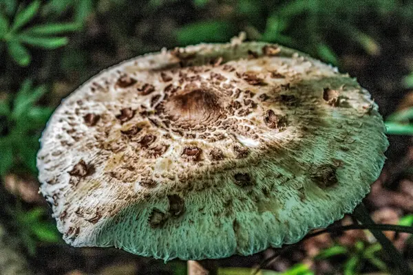 Ormandaki bir mantarın yakın çekimi.