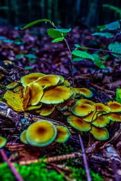 Ormandaki mantar, manzarayı kapat