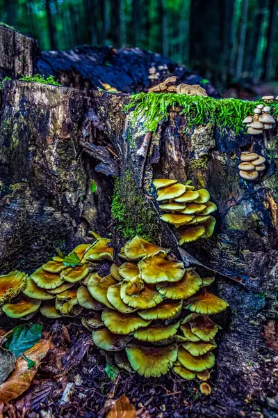 Ormanda büyüyen mantar