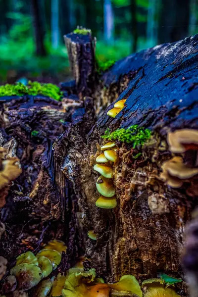 Renkli ağaçlarla dolu güzel sonbahar manzarası
