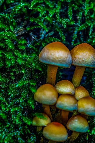 Sonbahar ormanlarında yosun tutmuş bir grup mantar.