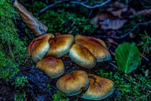 Geceleri ormanda mantarlar