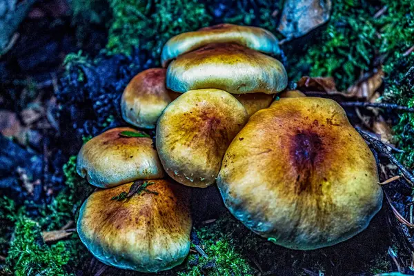 ormandaki yabani mantar