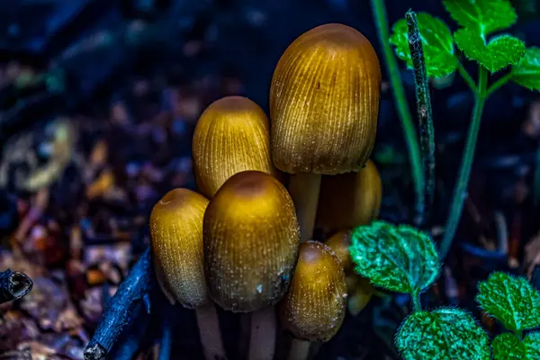 Ormanda mantar, yakın - yakın -