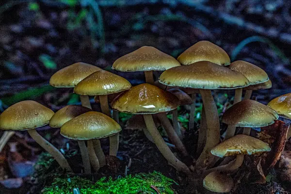 Ormanda mantar, yakın - yakın -