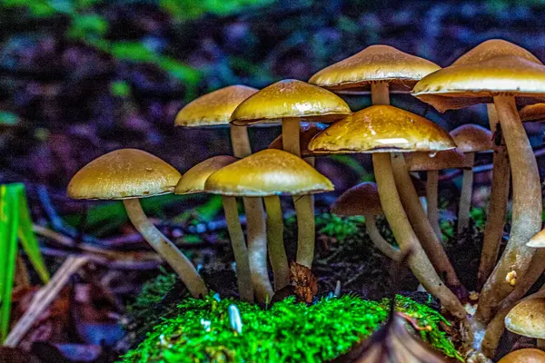 Ormanda bir sürü yabani mantar var.