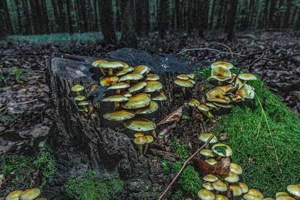 Sonbahar ormanındaki mantarlar. Ormandaki mantarlar. Sonbahar mevsiminde mantar. Yerdeki mantarlar.