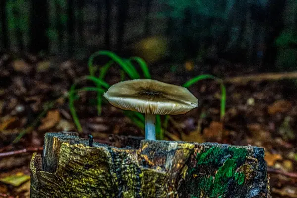 sonbahar ormanda mantar