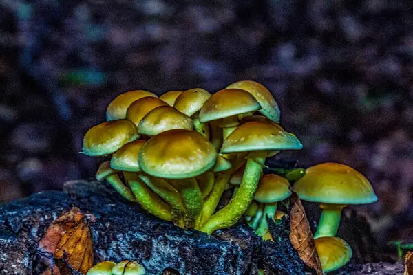 Ormanda büyüyen mantarlar