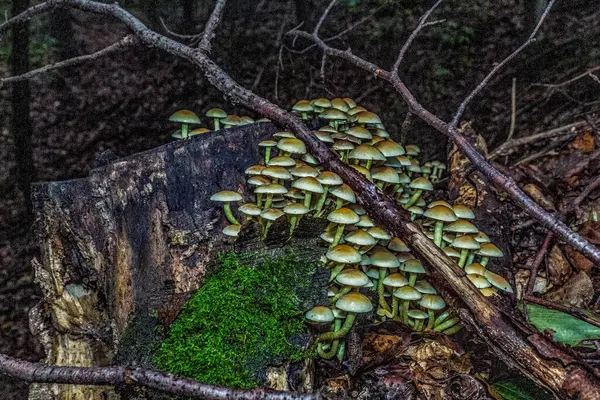Bir kütüğe yakın plan mantar resmi.